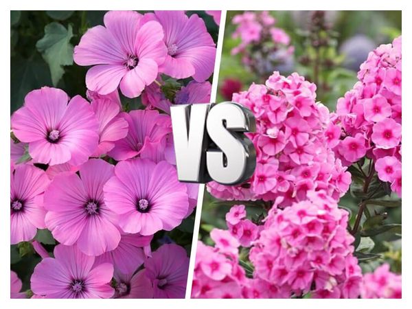 Однорічники чи багаторічники: що обрати  