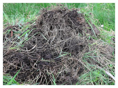 Couch grass is «taking over» the garden: what to do right now