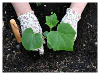 When it is really time, and not according to the «calendar», to plant cucumbers in open ground