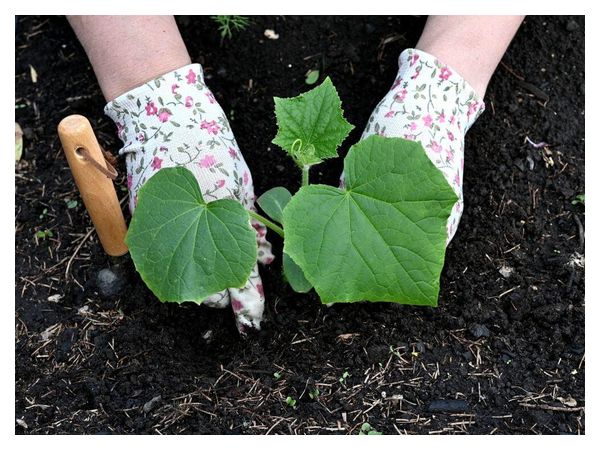 When it is really time, and not according to the «calendar», to plant cucumbers in open ground