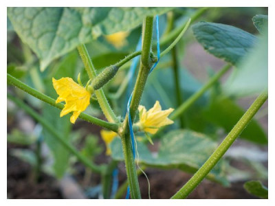 Cucumbers stopped setting fruit: looking for the cause