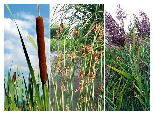 Різниця між комишем, рогозом і очеретом