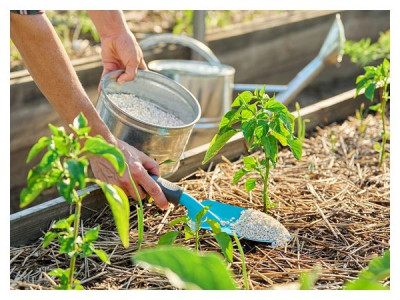 First feedings for vegetables: what, when, and how