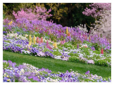 What flowers to sow directly into the ground in April–May