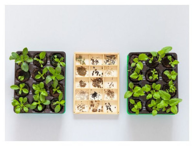 What flowers can be sown for seedlings already in January