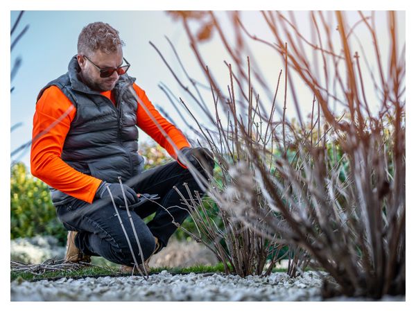 Що робити в саду та городі в березні  