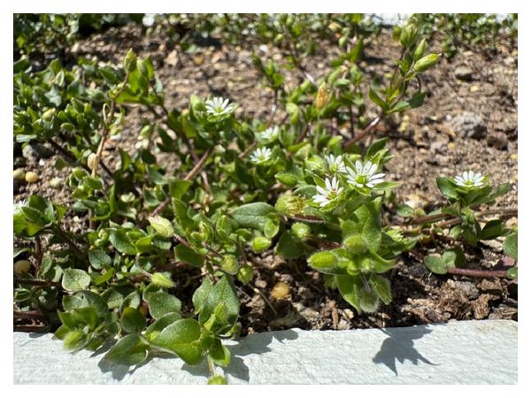How to get rid of chickweed without herbicides