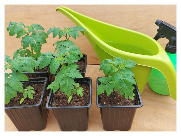 Як виростити здорову розсаду томатів  