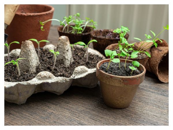 Як грамотно підготувати ємності для розсади: стерилізація, вибір форми та матеріалу, лайфхаки  