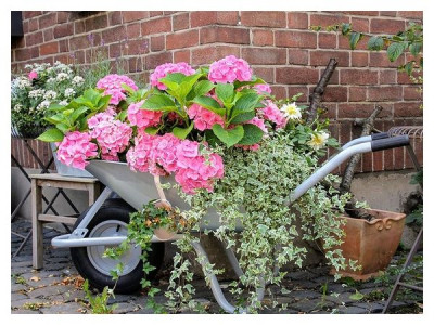 Hydrangea feeding in summer: what affects the size and color of the flower clusters