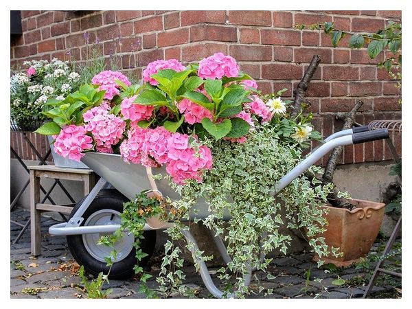 Hydrangea feeding in summer: what affects the size and color of the flower clusters