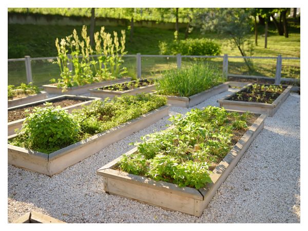 «Lazy» garden: how to cut maintenance in half