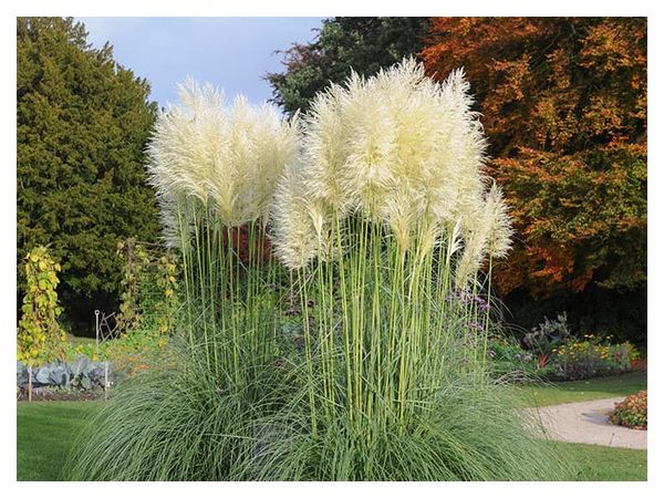 Як посадити і виростити пампаську траву розсадним способом для прикрашання ділянки  