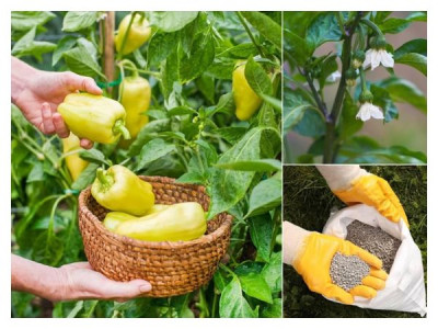Pepper fertilization during the period of mass flowering