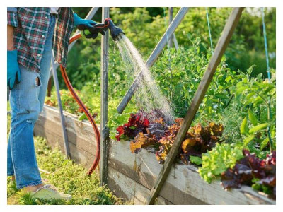 Plant care in raised beds – a summer maintenance schedule