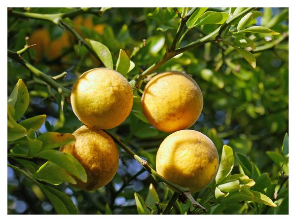 Понцирус трилистий: вирощування та догляд