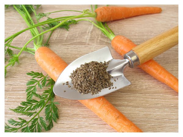 5 секретів солодкої і великої моркви  