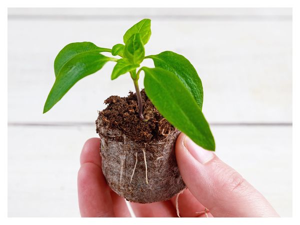 Розсада в торф’яних таблетках: покрокова інструкція