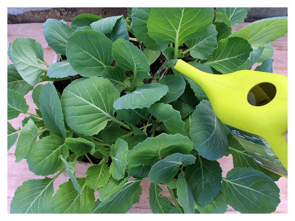 Розсада капусти: строки і догляд  