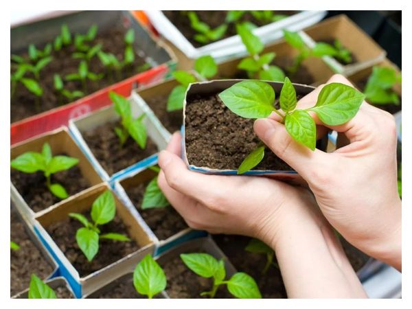 Строки посіву насіння на розсаду: рекомендації для дачників  