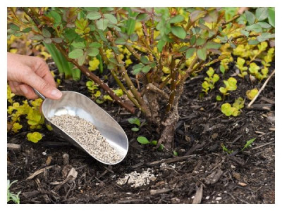 Obligatory spring fertilization of the garden: compositions and timing