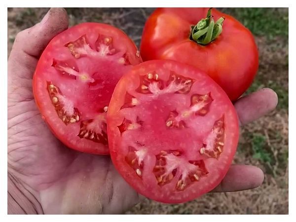 Сорти гігантських помідорів, які рясно народжують у спеку та холод: плоди м'ясисті та солодкі