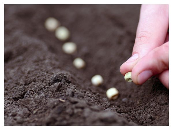 Які овочі можна вирощувати без розсади  