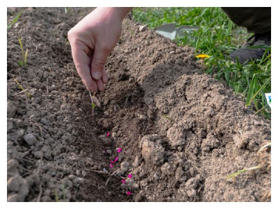 What else can be sown and planted in June to harvest in autumn
