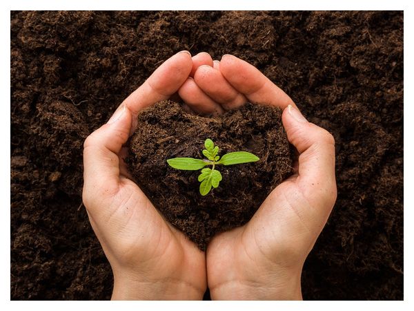 Що робити, якщо розсада зупинилася в рості  