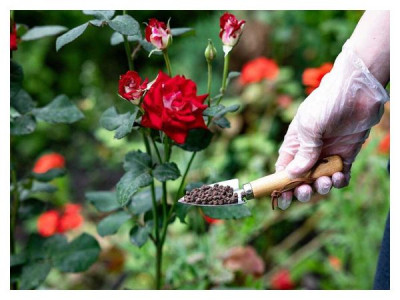 What to feed roses in June for lush blooming