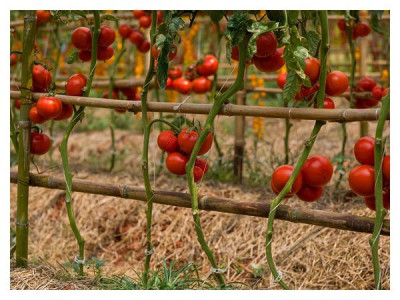 When and how to stake tomatoes