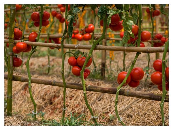 When and how to stake tomatoes
