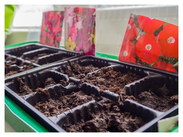 Коли сіяти квіти на розсаду: строки для однорічників і дворічників  