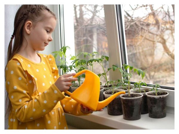 Коли починати підживлення розсади – строки для овочів і квітів