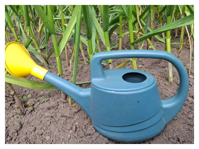 When to stop watering onions and garlic before harvesting