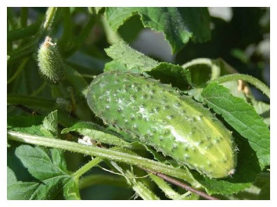 Why cucumbers become bitter and how to avoid it