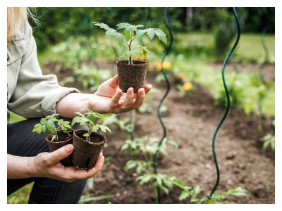 Why seedlings «stand still» after planting and do not grow