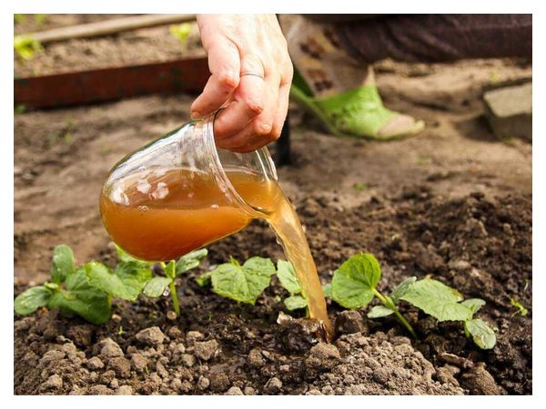 What should not be used to feed young seedlings