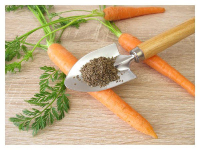 5 ways to sow carrots
