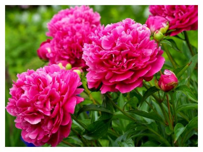 5 methods of reproduction of peonies