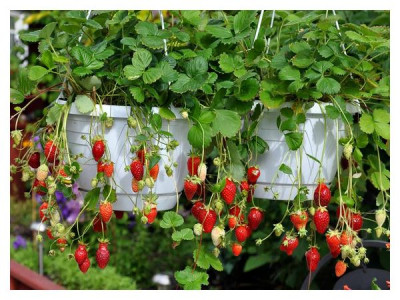 7 varieties of strawberries that can be grown on the balcony