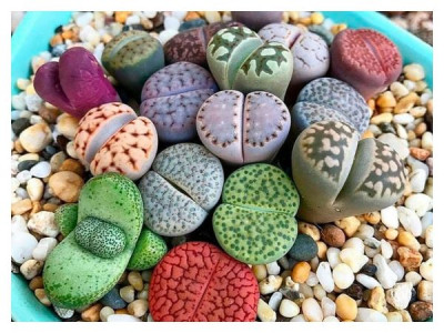Features of growing lithops from seeds