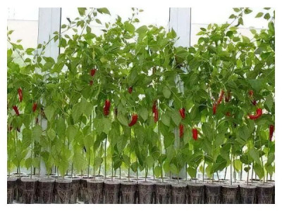 AUTHOR'S INSTRUCTIONS FOR GROWING HOT PEPPERS