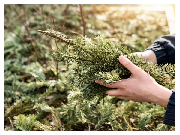 Autumn care for coniferous plants