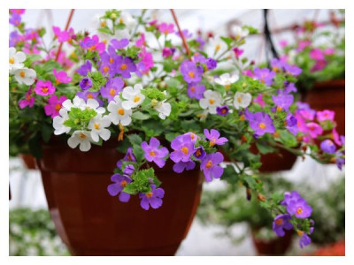 Bacopa: growing and planting locations