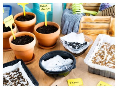 3 best ways to stratify seeds