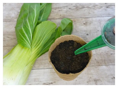 When to sow cabbage for seedlings: timing for all types