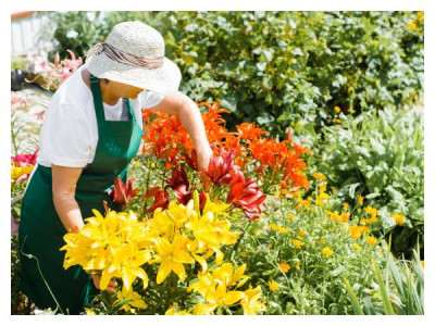 Care for perennials in July: pruning, division, feeding