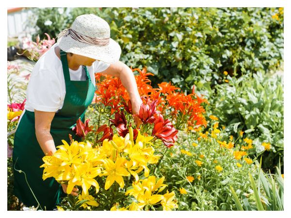 Догляд за багаторічниками в липні: обрізка, поділ, підживлення
