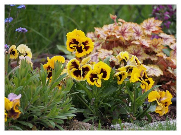 Чарівні фіалки